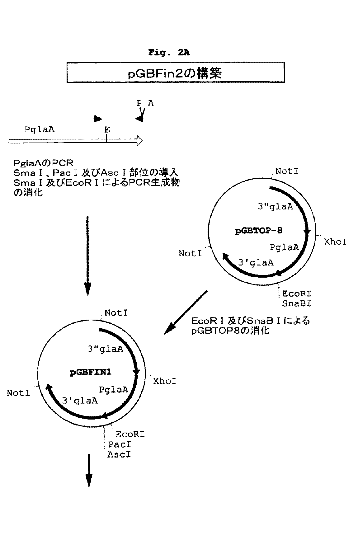 Jp2010046080a 糸状菌での発現クローニング Google Patents