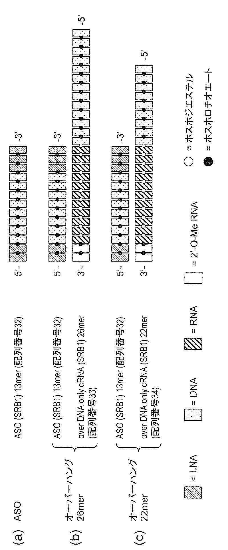 Wo2018062510a1 オーバーハングを有する二本鎖核酸複合体 Google Patents