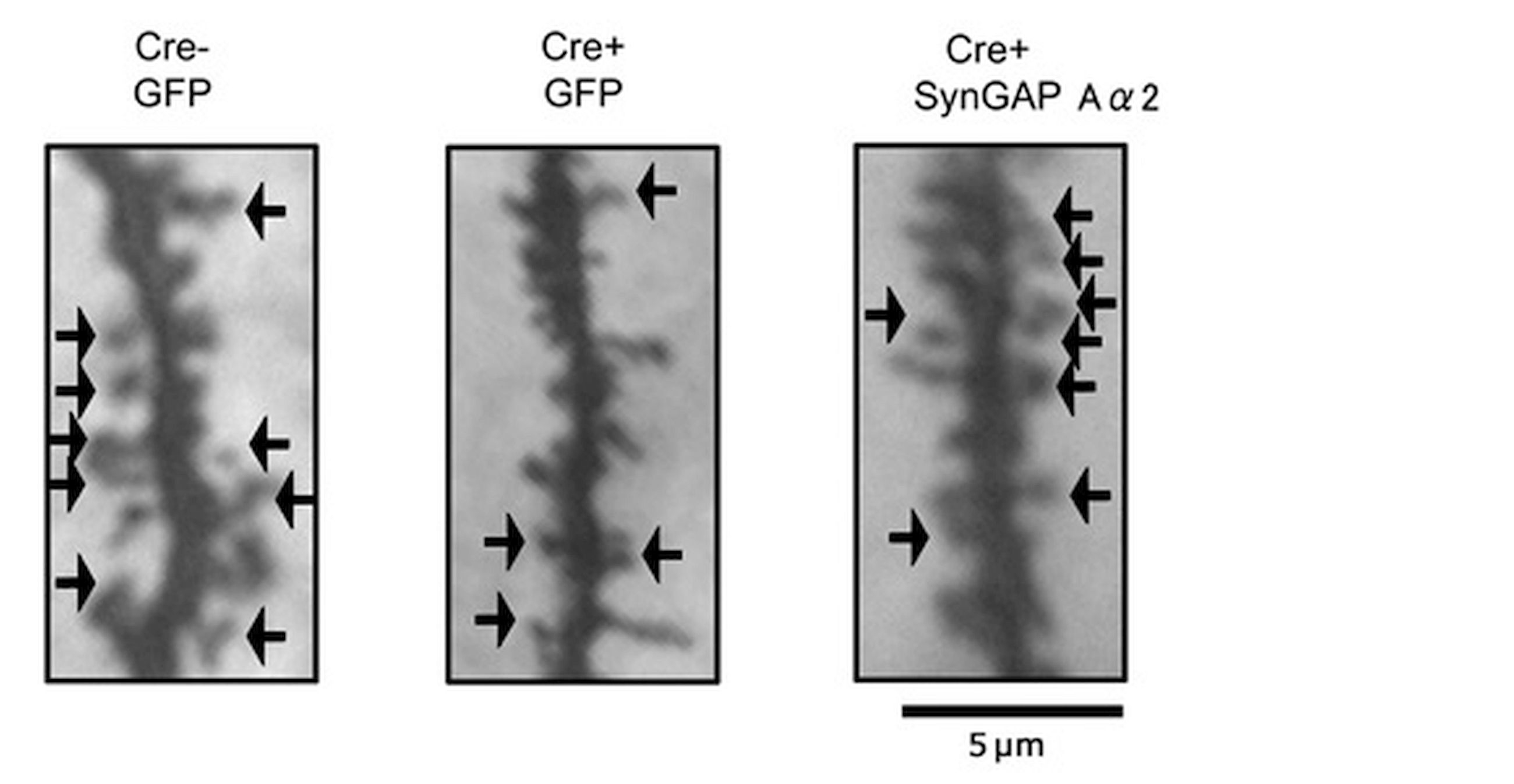 各疾患モデル動物の作製と病態・薬効評価 その他疾患モデル