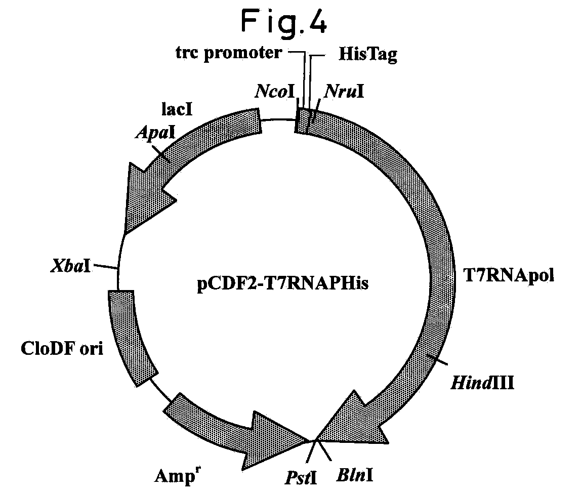 Woa1 機能改善したｒｎａポリメラーゼ変異体 Google Patents