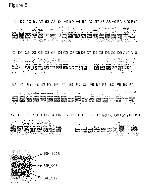 Jp2018148905a トランスガラクトシル化活性を有するポリペプチド Google Patents