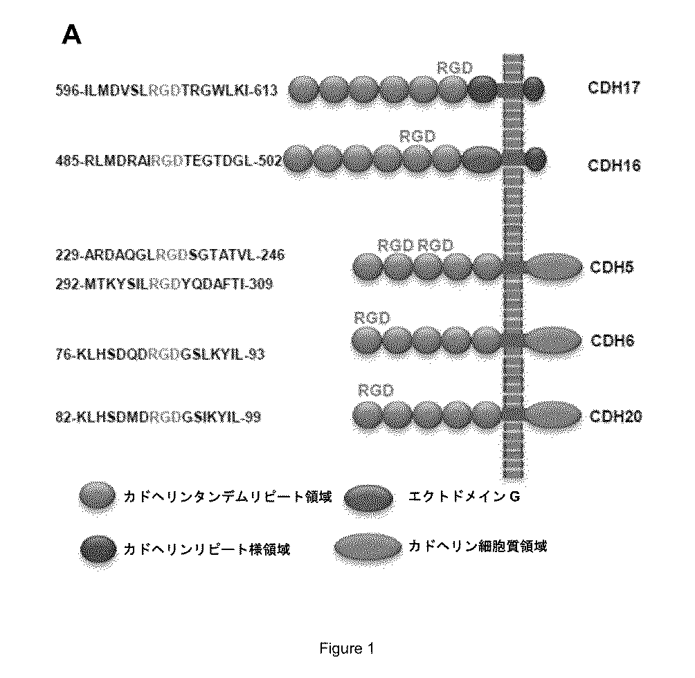 JP2018513141A - ヒトカドヘリン−17、ヒトカドヘリン−5、ヒトカドヘリン−6およびヒトカドヘリン−20のrgdモチーフに特異的に結合する薬剤 - Google Patents JP2018513141A - ヒトカドヘリン−17、ヒトカドヘリン−5、ヒトカドヘリン−6およびヒトカドヘリン−20のrgdモチーフに特異的に結合する薬剤 - Google Patents