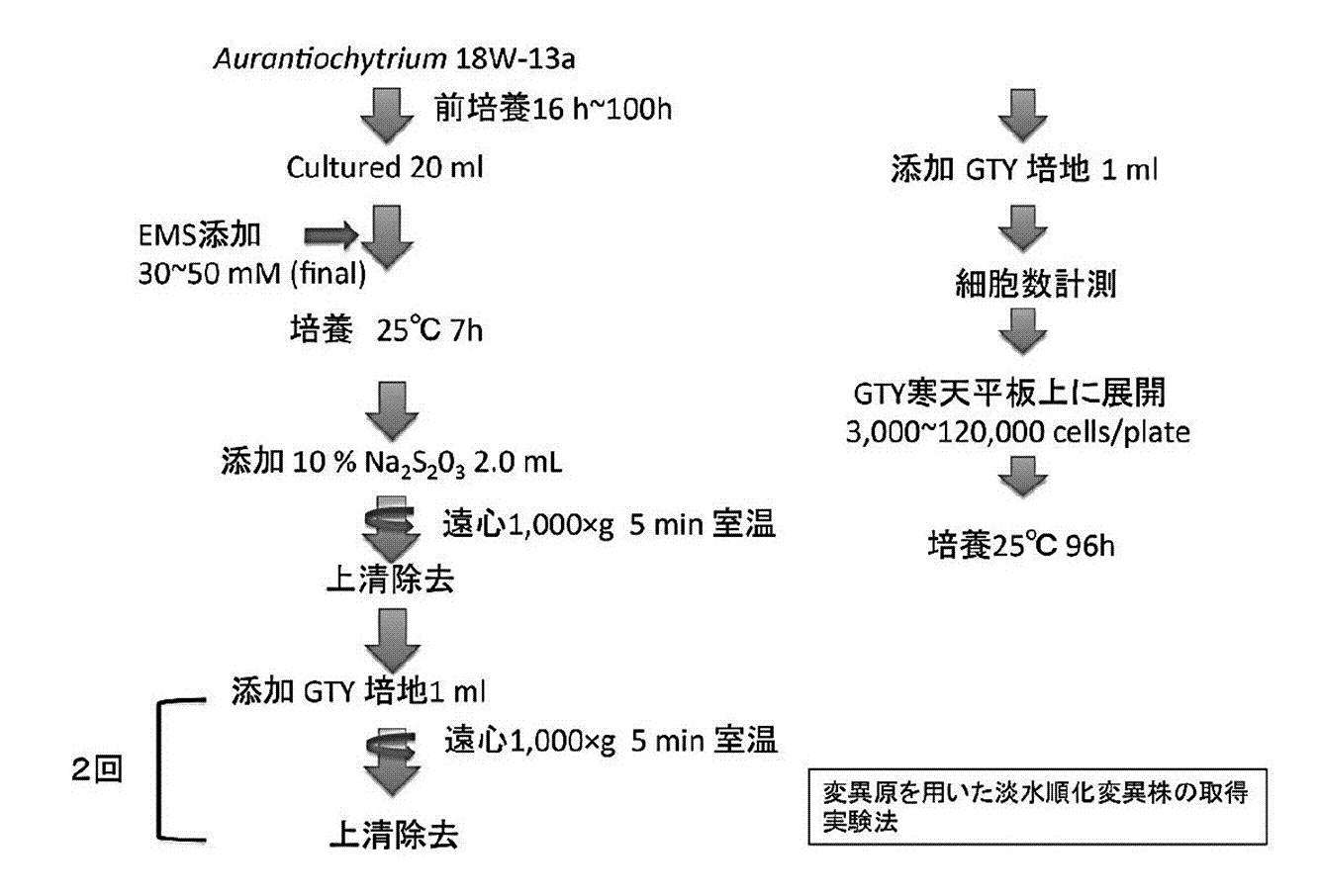 Figure JPOXMLDOC01-appb-T000001
