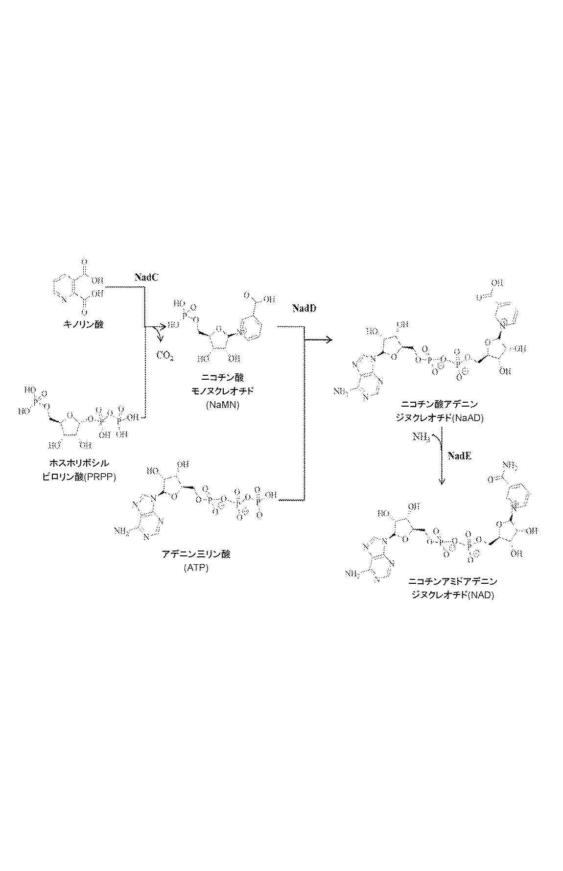 Jpa ニコチンアミドリボシドの微生物生産 Google Patents Jpa ニコチンアミドリボシドの微生物生産 Google Patents