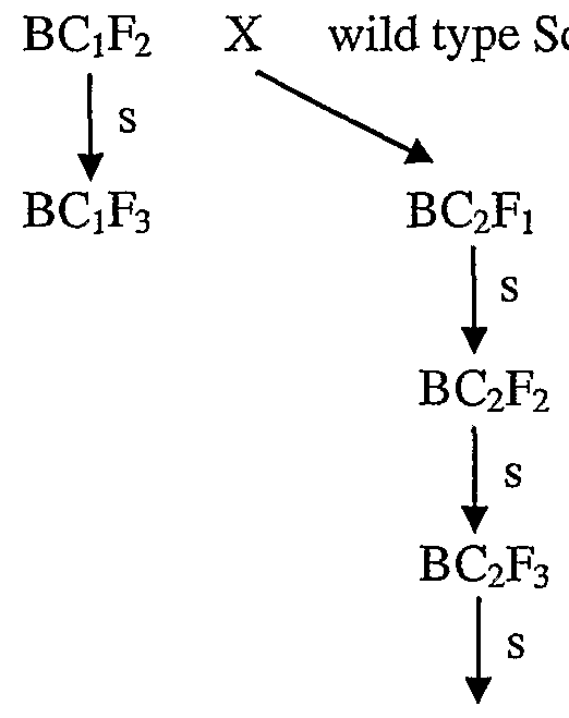 Figure imgf000053_0001