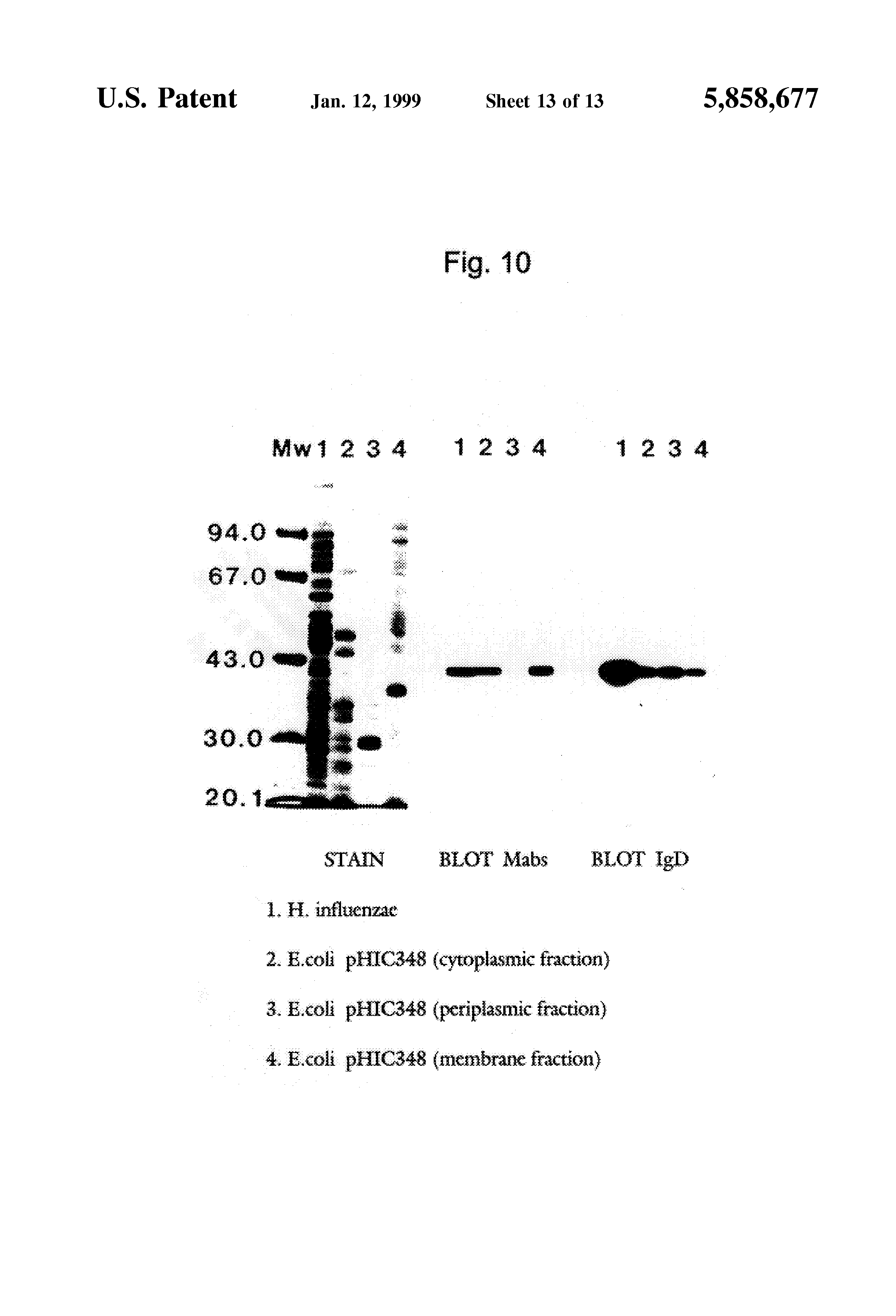 curar la prostatitis escherichia coli 2 curar la prostatitis escherichia coli 2