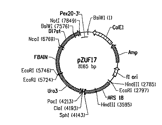 Jp2009534032a D１７デサチュラーゼおよび多価不飽和脂肪酸の製造におけるそれらの使用 Google Patents