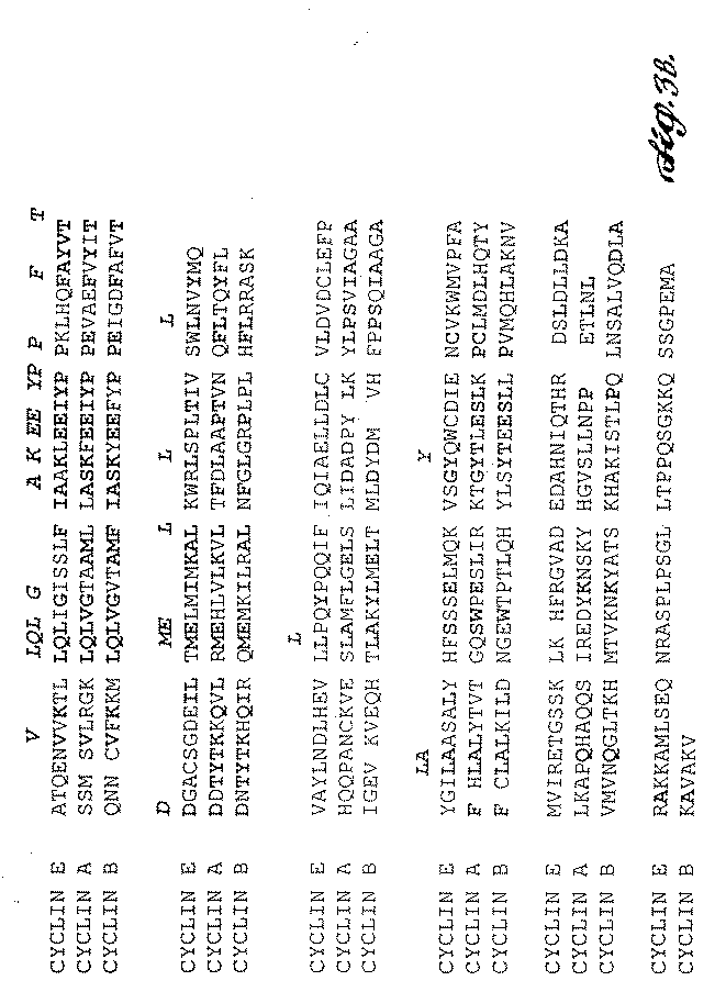 Jp2004222728a ヒトサイクリンｅ Google Patents
