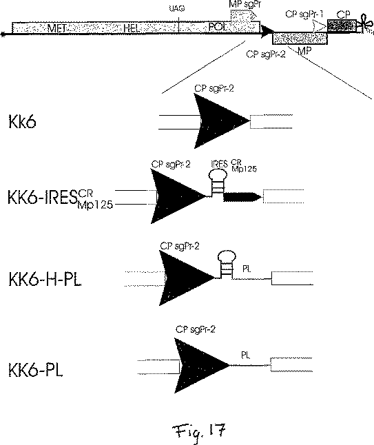 Jpb2 植物における遺伝子発現を調節するための組換えウイルススイッチ Google Patents