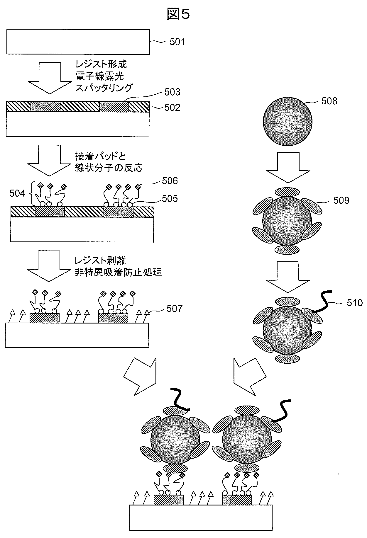 wo2013051651a1 生体分子分析方法及び生体分子分析装置 google patents