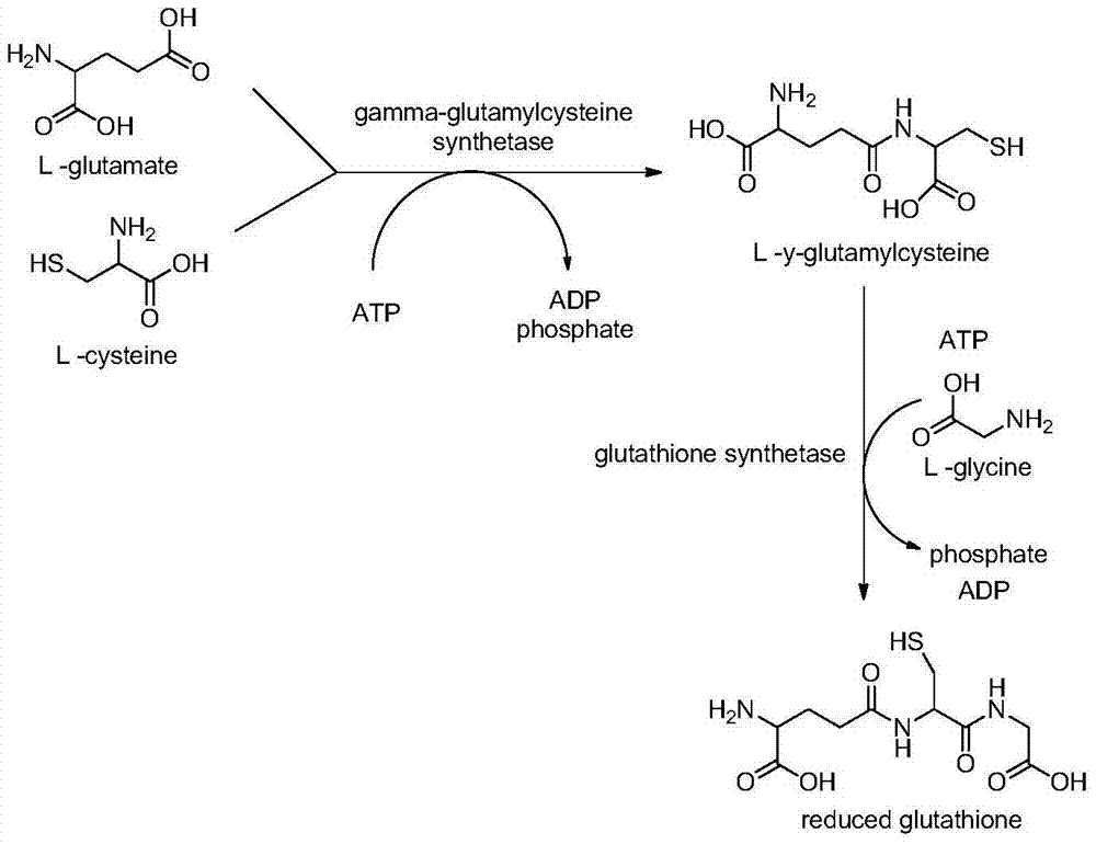 glutathione production pathway Pathway for the biosynthesis of glutathione main image 0