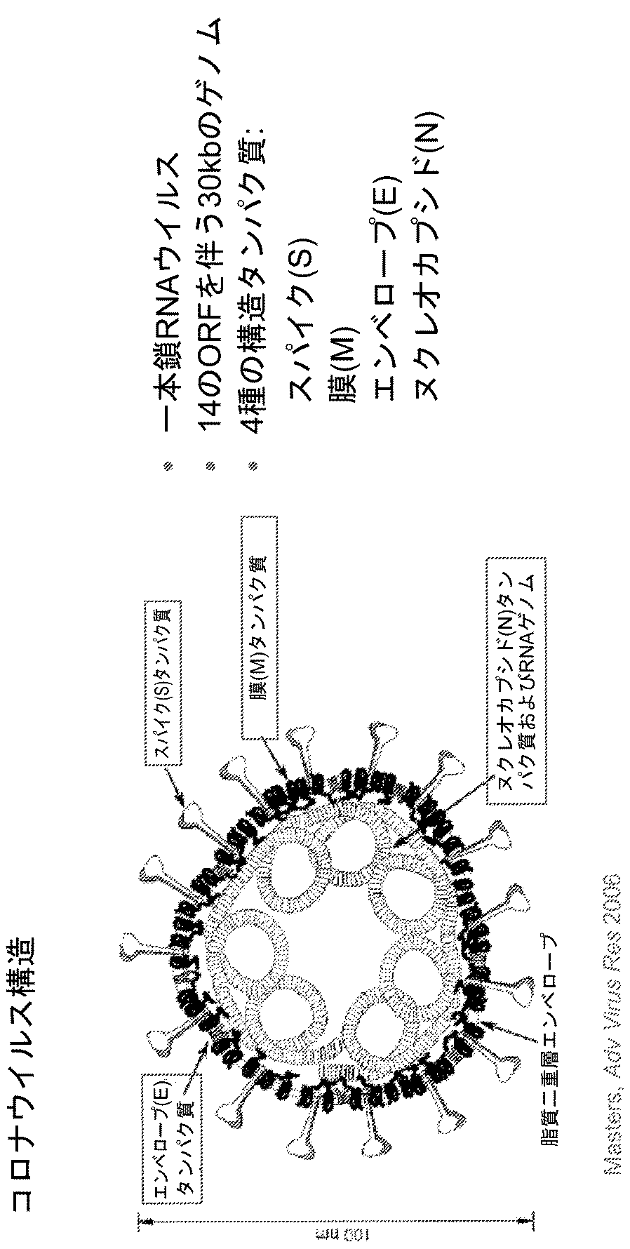 Jpa 免疫原性の中東呼吸器症候群コロナウイルス ｍｅｒｓ ｃｏｖ 組成物および方法 Google Patents