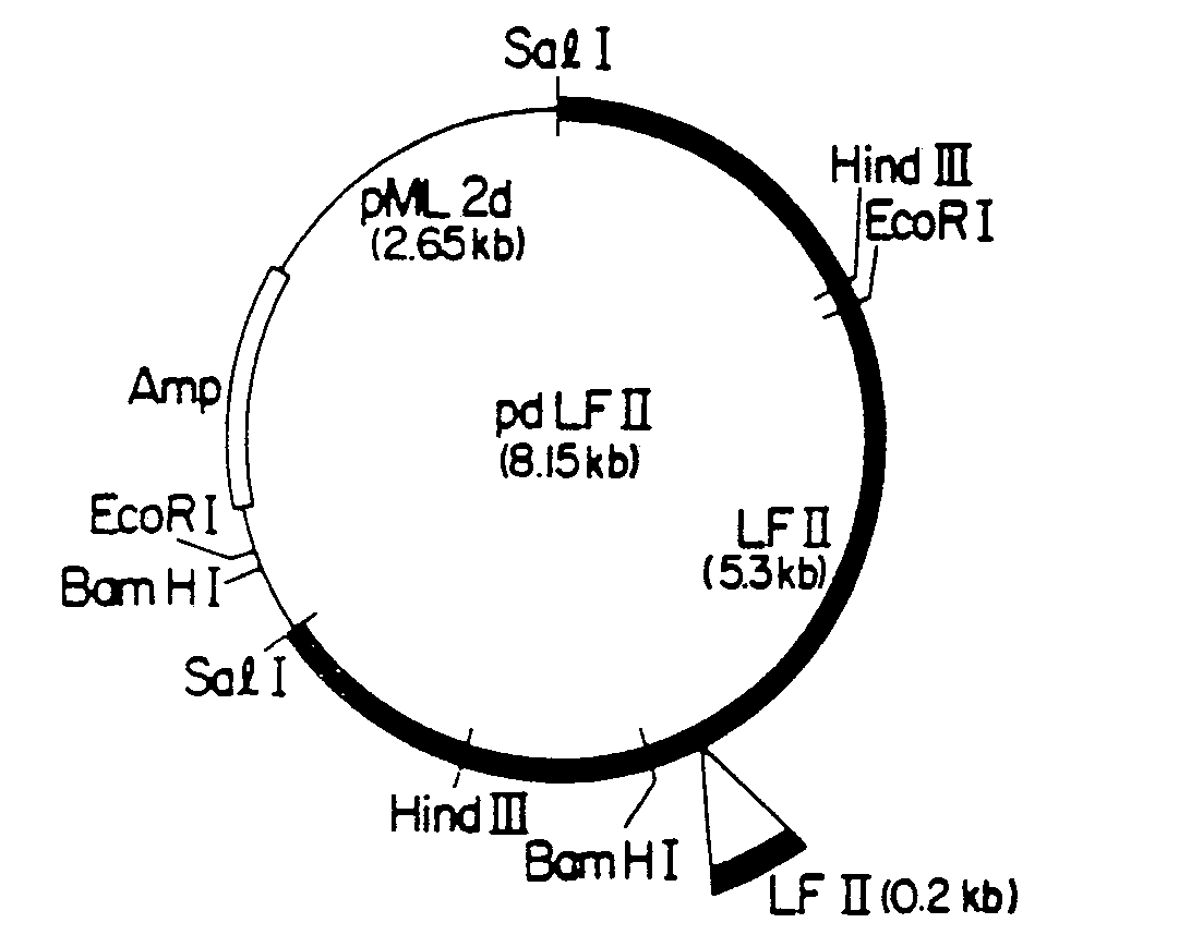 plasmid vector for mammalian cells