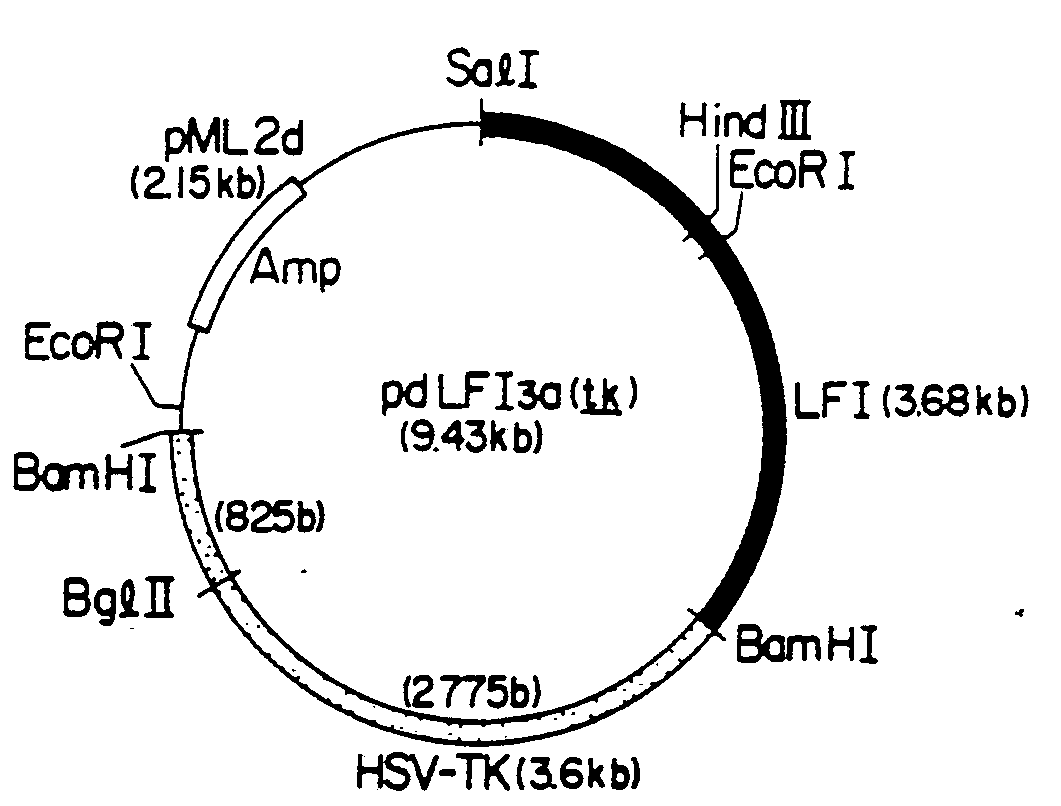 plasmid vector for mammalian cells