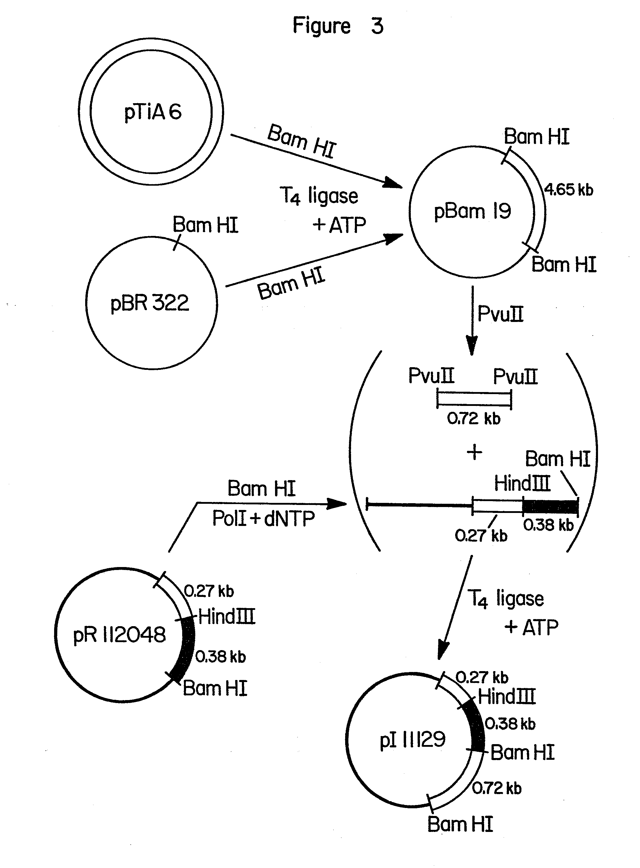 novel plasmid vector
