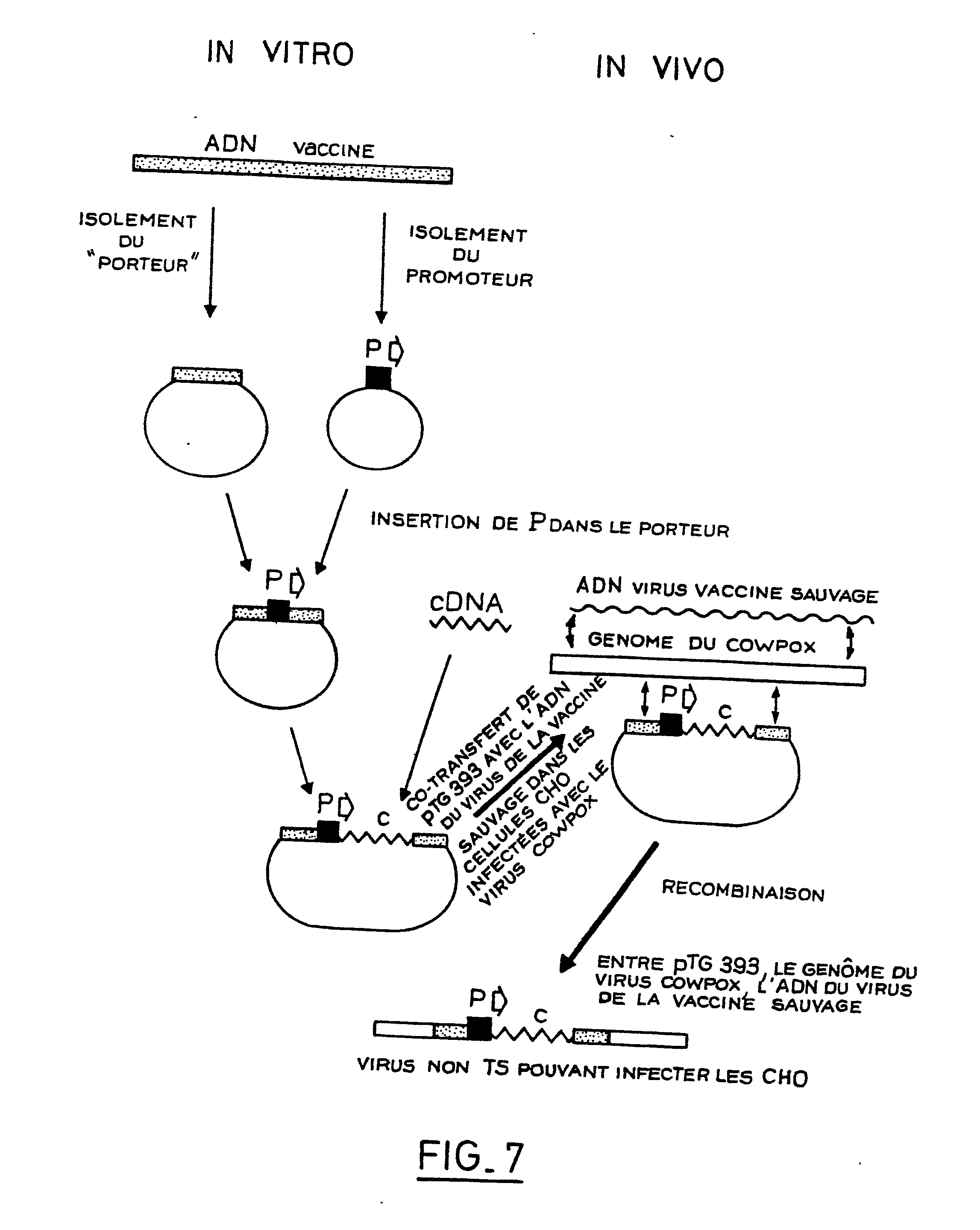 vecteurs dexpression du facteur ix et lignées