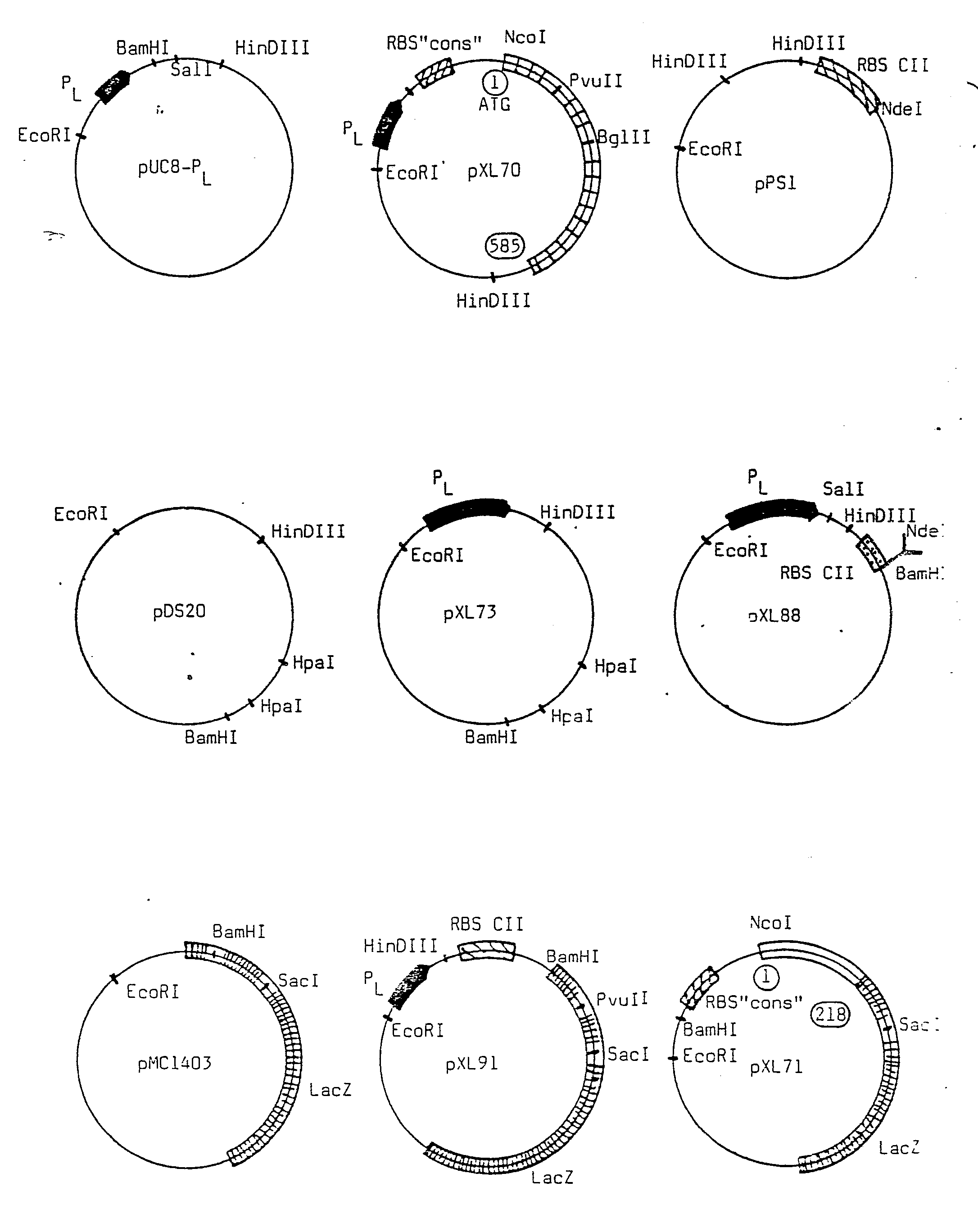 Sketch Of Ribosomes Coloring Pages