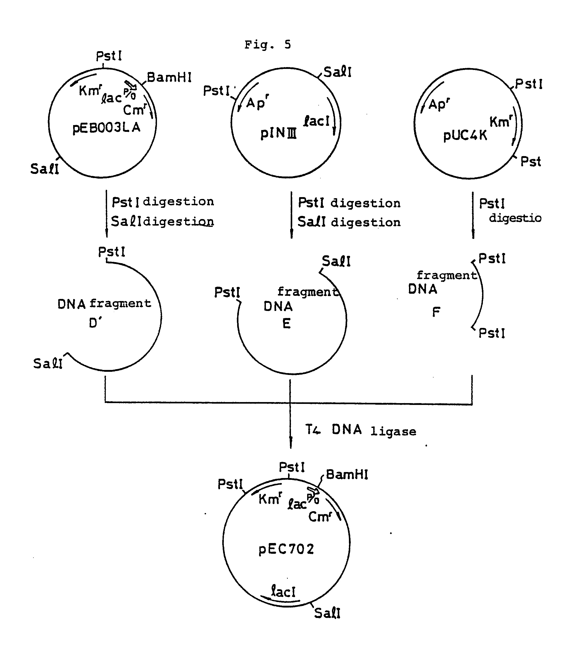 plasmid vector and a method for regulation of gene expression