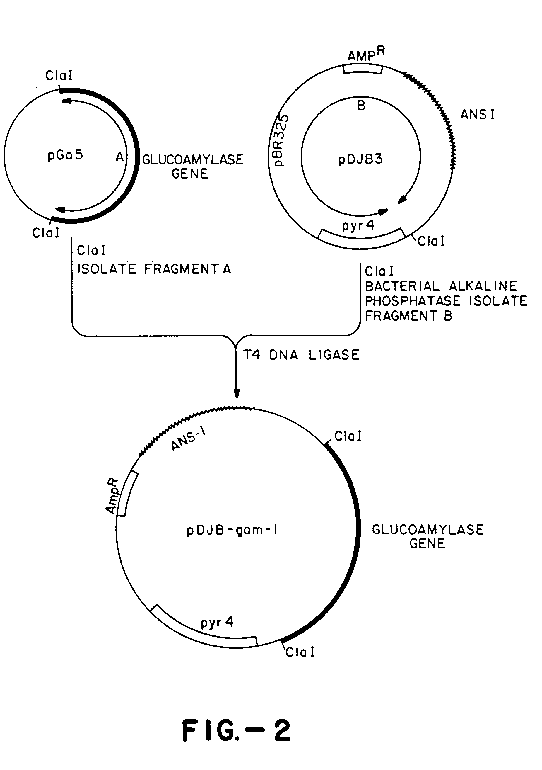heterologous polypeptide expressed in filamentous fungi