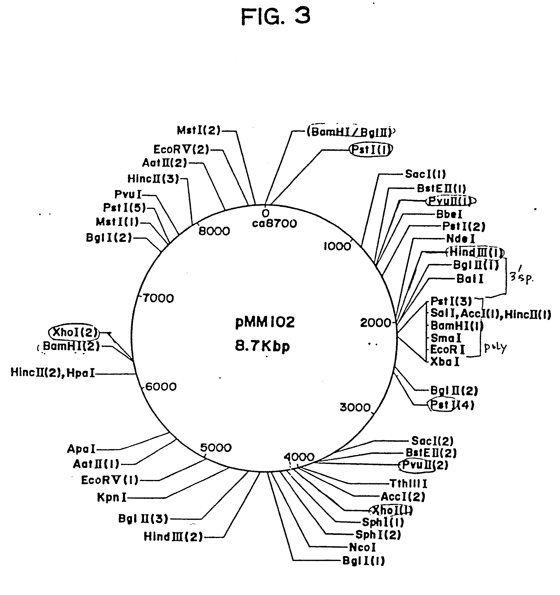 chimeric plasmid vector