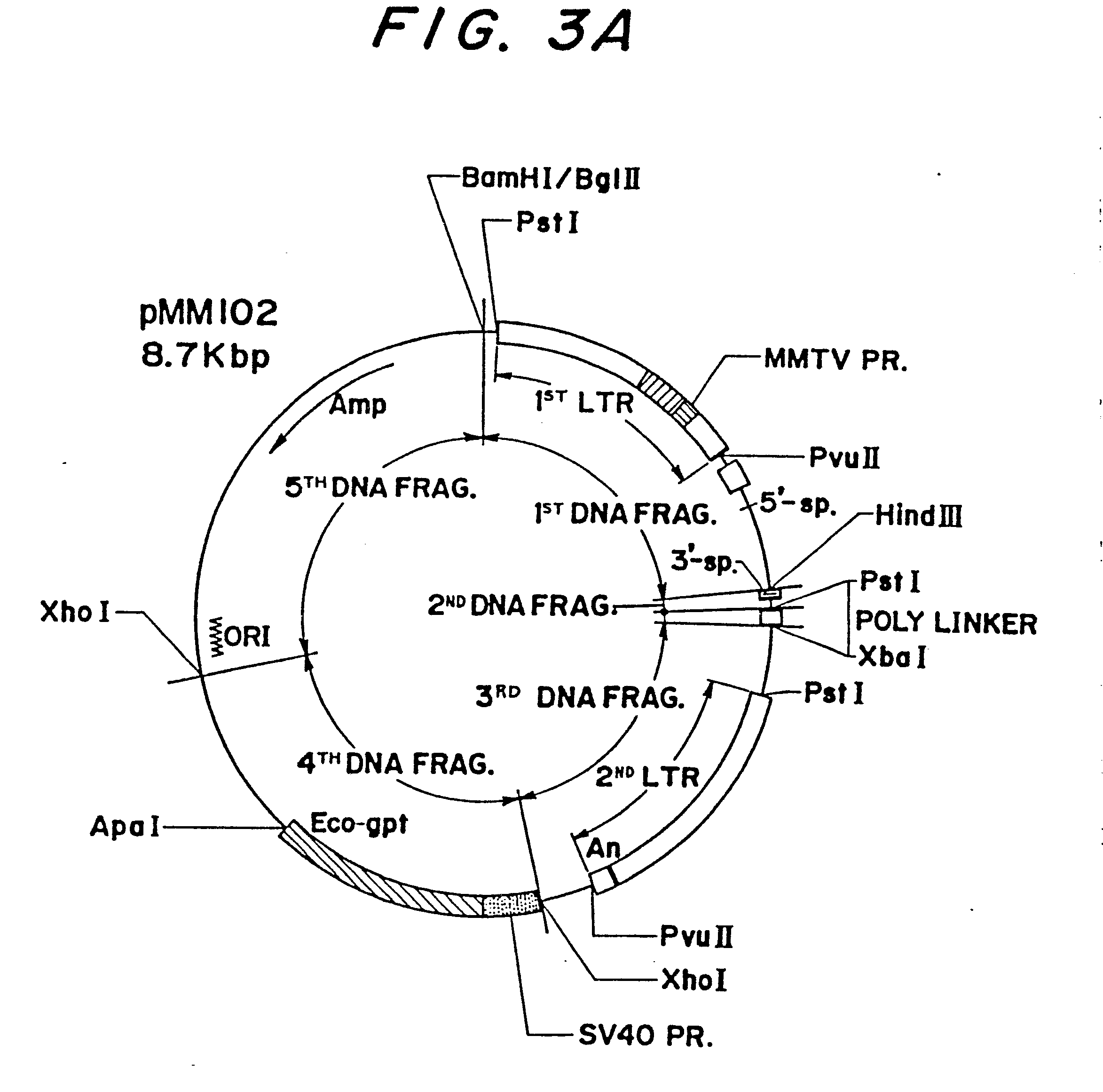 chimeric plasmid vector