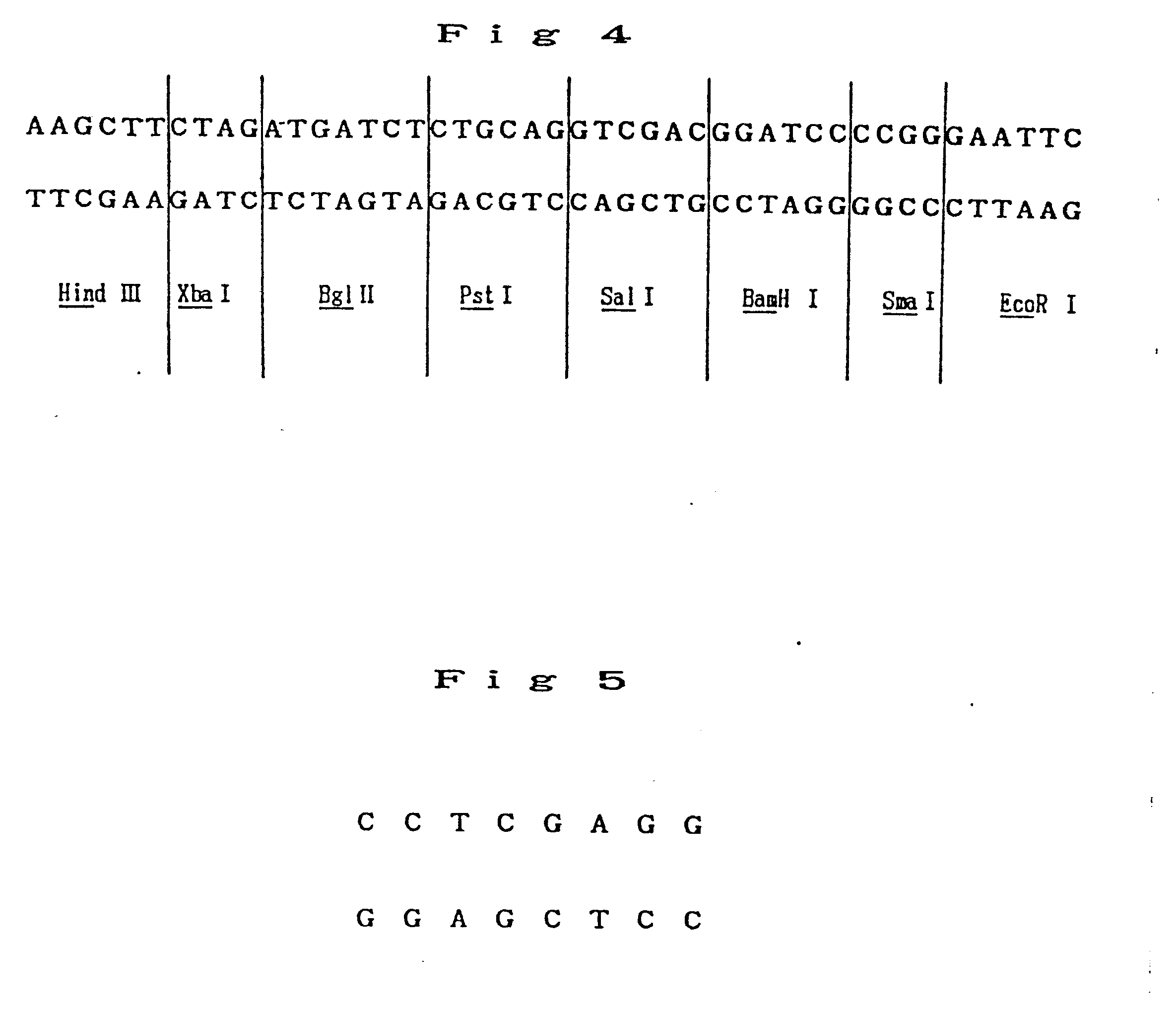 chimeric plasmid vector