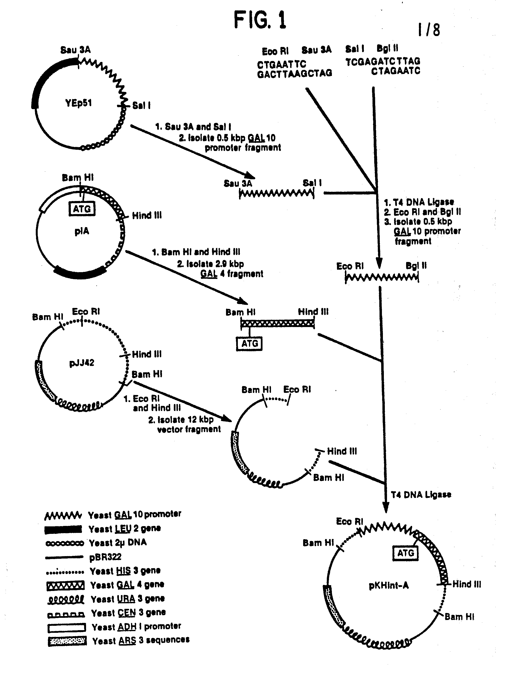 improved strains of yeast for the expression of heterologous