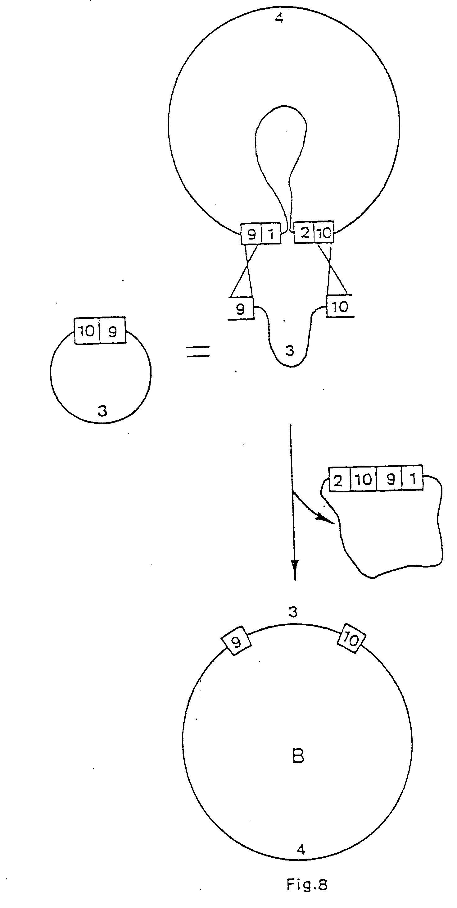 transgenic dicotyledonous plant cells and plants