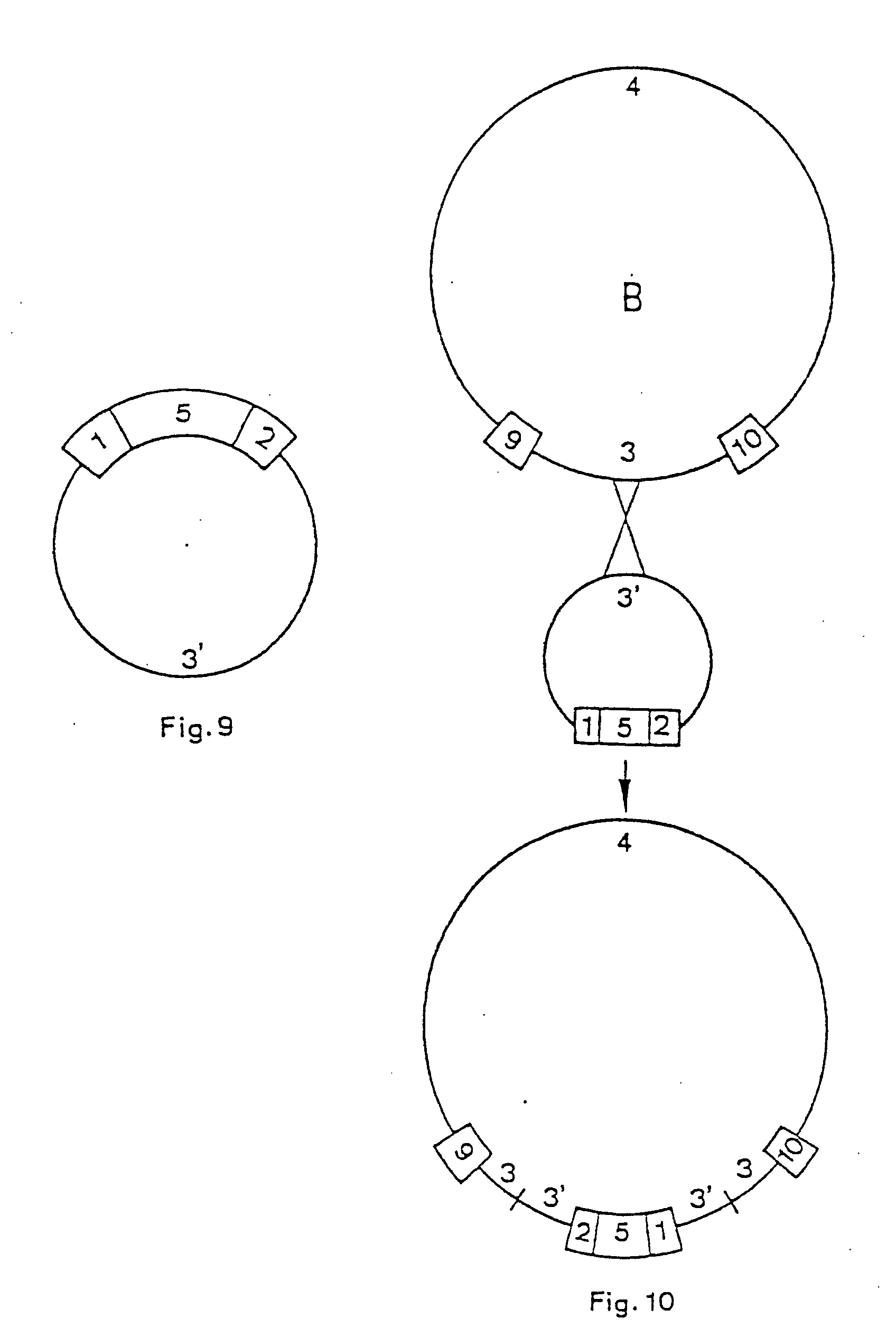 transgenic dicotyledonous plant cells and plants
