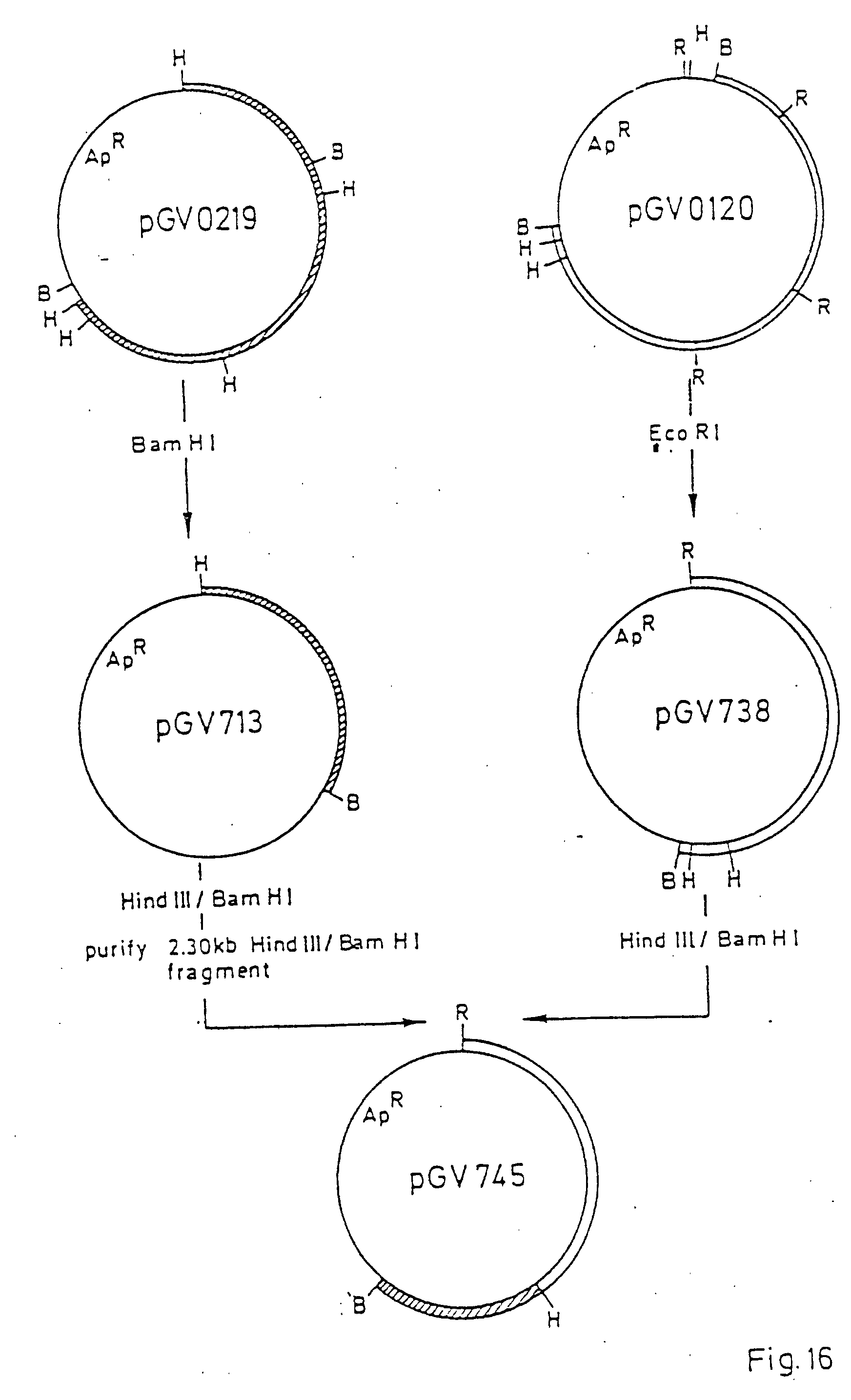 transgenic dicotyledonous plant cells and plants