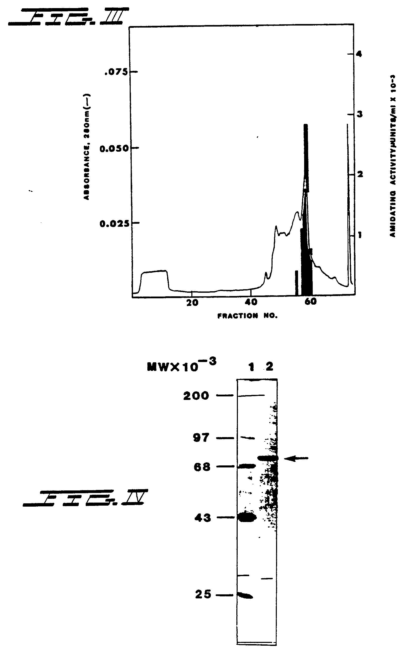 alpha amidating enzyme Amidation is accomplished through the sequential reaction of the two enzymes encoded by the single bifunctional, peptidylglycine α-amidating monooxygenase (pam or an α-amidating enzyme) pam catalyzes the formation of a peptide amide from peptide precursors that include a c-terminal glycine, and requires copper. alpha amidating enzyme Amidation is accomplished through the sequential reaction of the two enzymes encoded by the single bifunctional, peptidylglycine α-amidating monooxygenase (pam or an α-amidating enzyme) pam catalyzes the formation of a peptide amide from peptide precursors that include a c-terminal glycine, and requires copper.