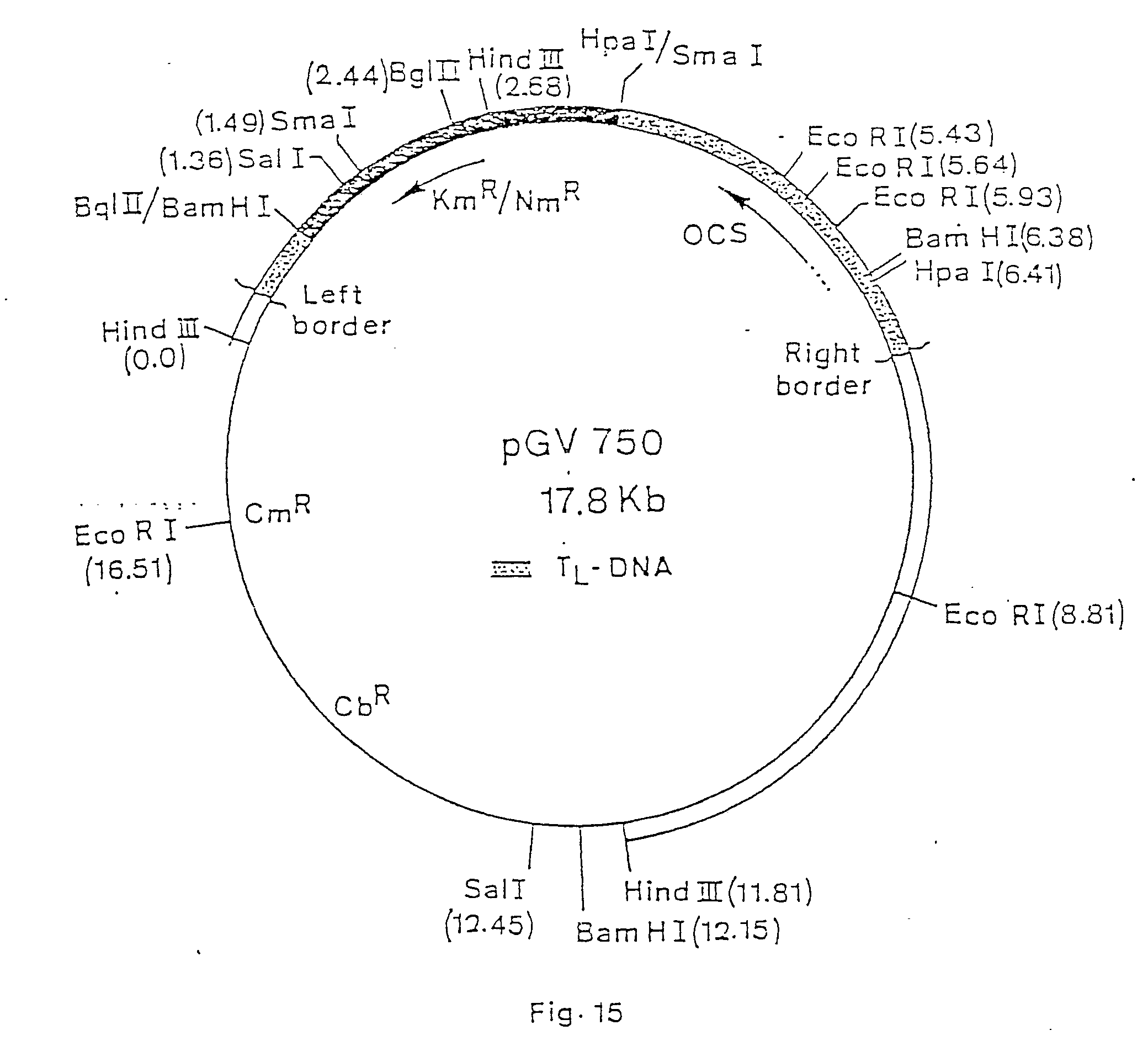 non-oncogenic ti plasmid vector system and recombinant dna