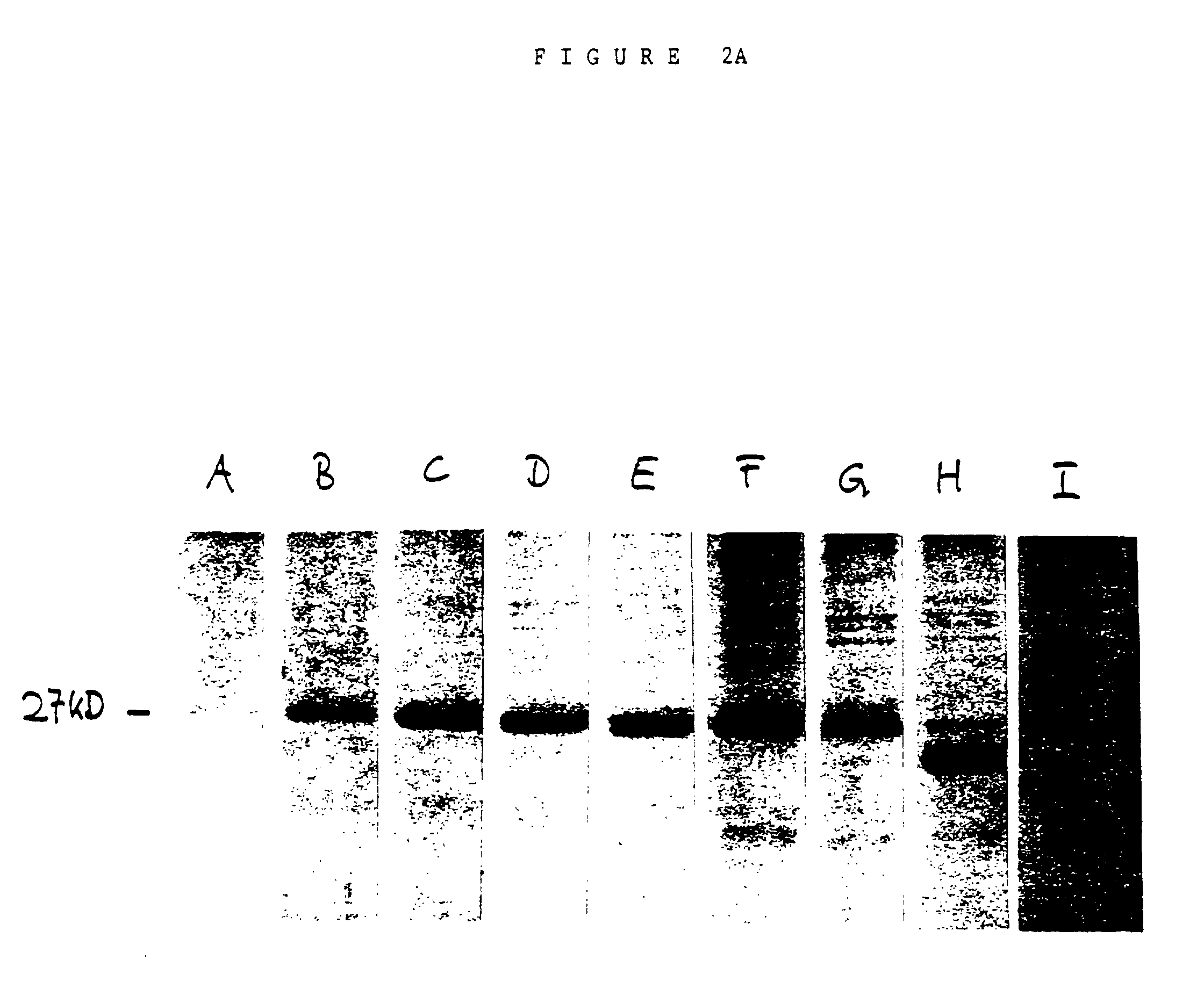 multivalent repressor of gene function