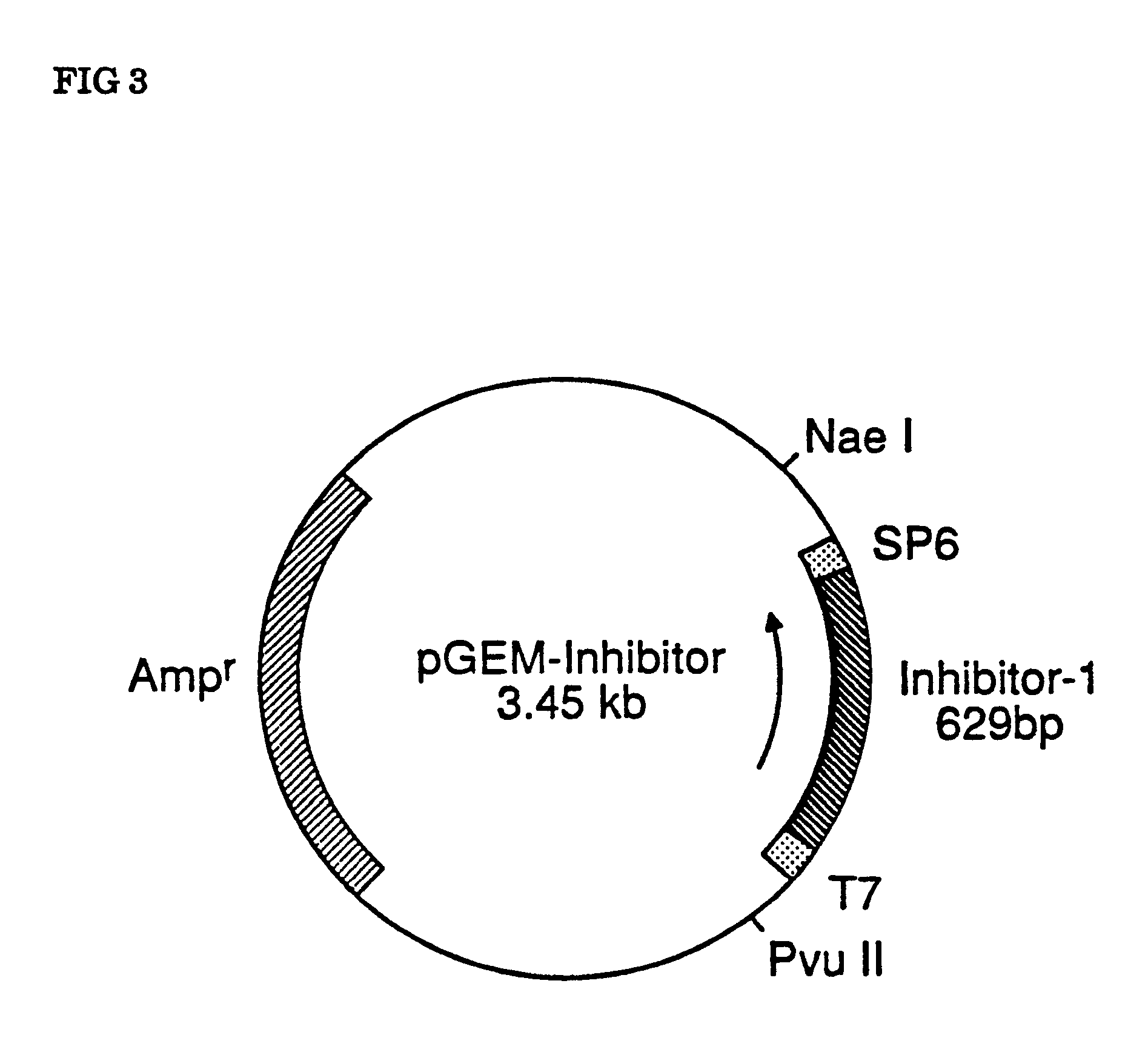 protein-phosphatase-inhibitor-1 und expression davon