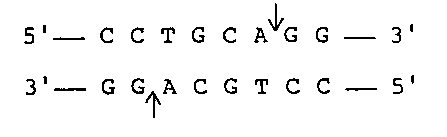 new restriction enzyme