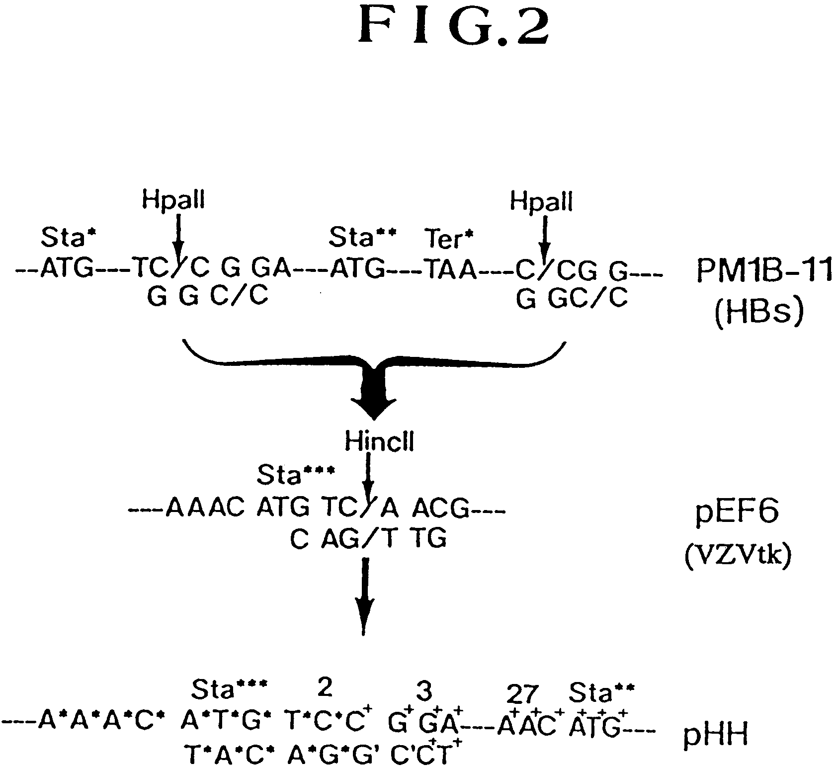 vecteur viral recombinant de type varicella-zoster