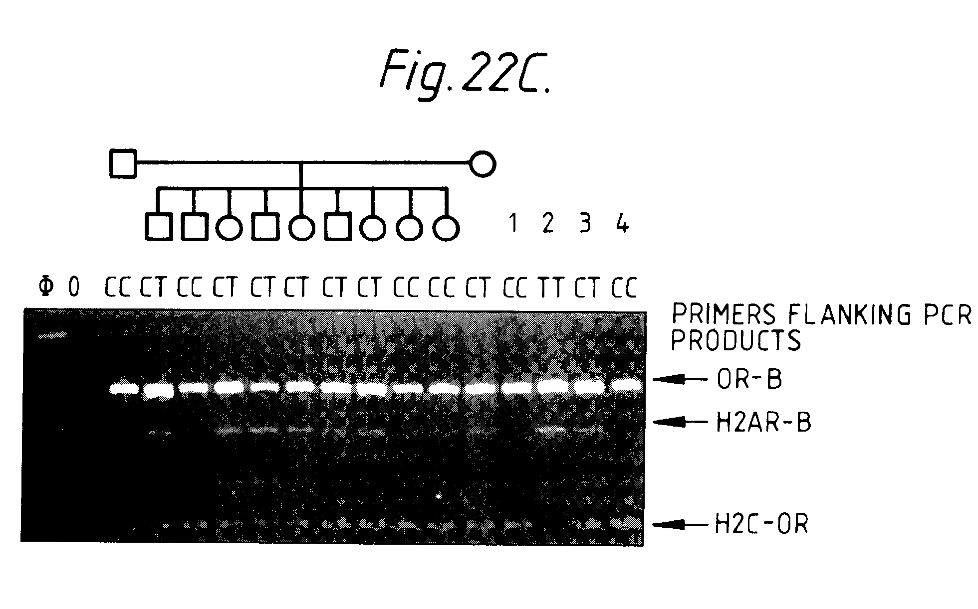 method of characterising genomic dna