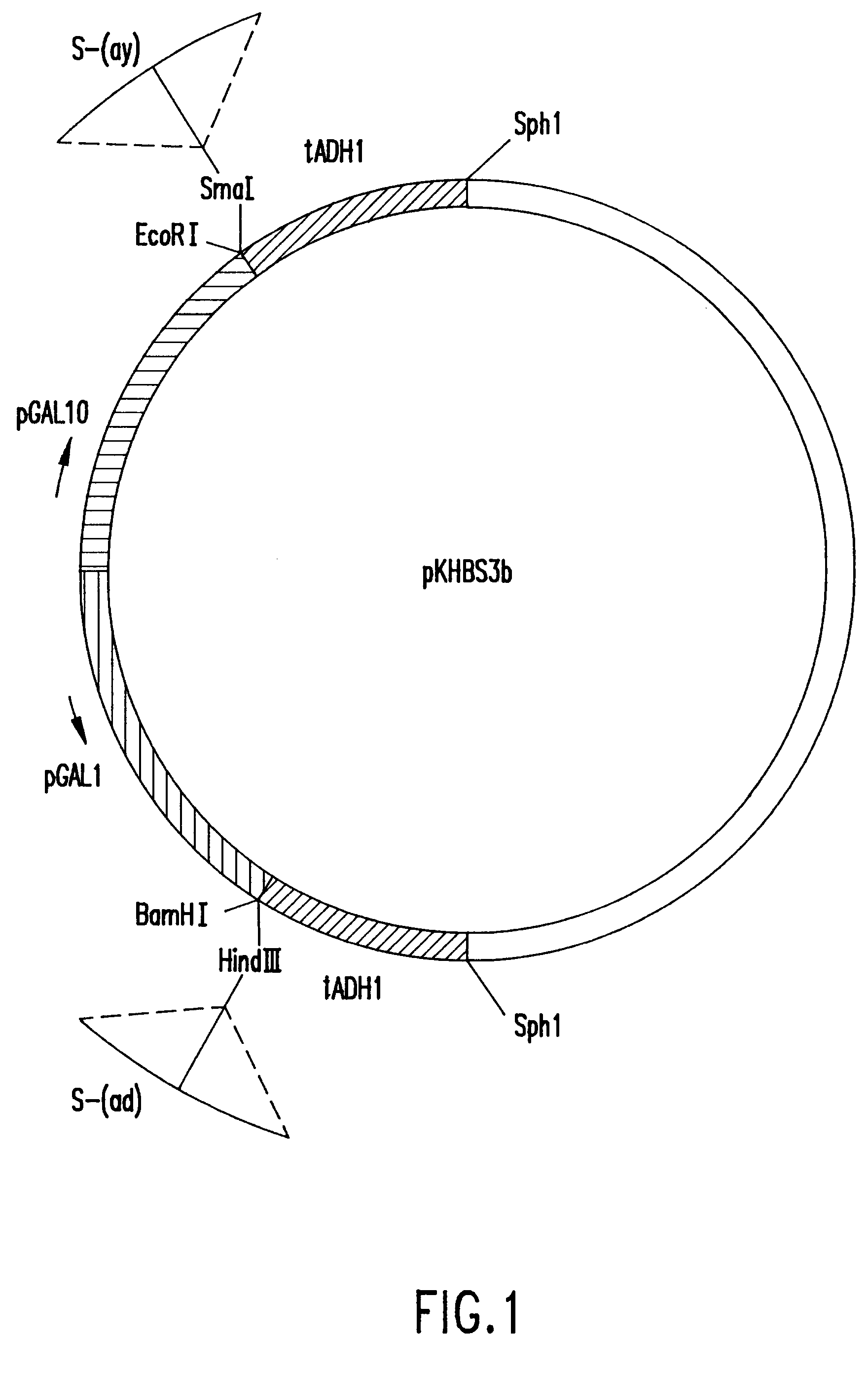 a multivalent hepatitis b virus vaccine