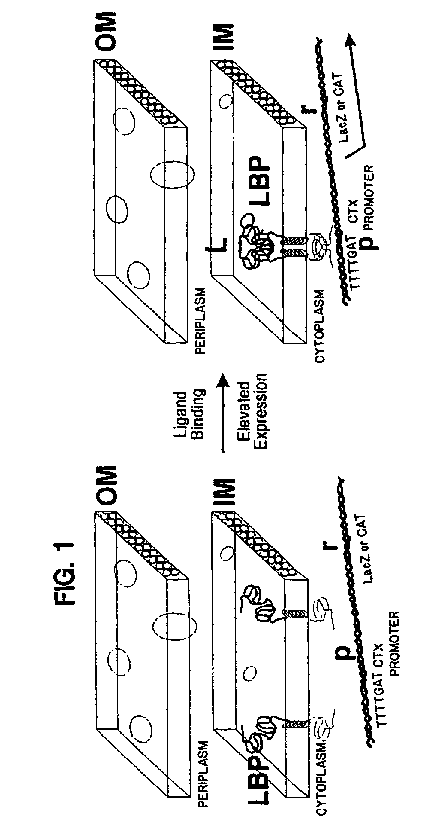 periplasmic membrane-bound system for detecting protein-protein