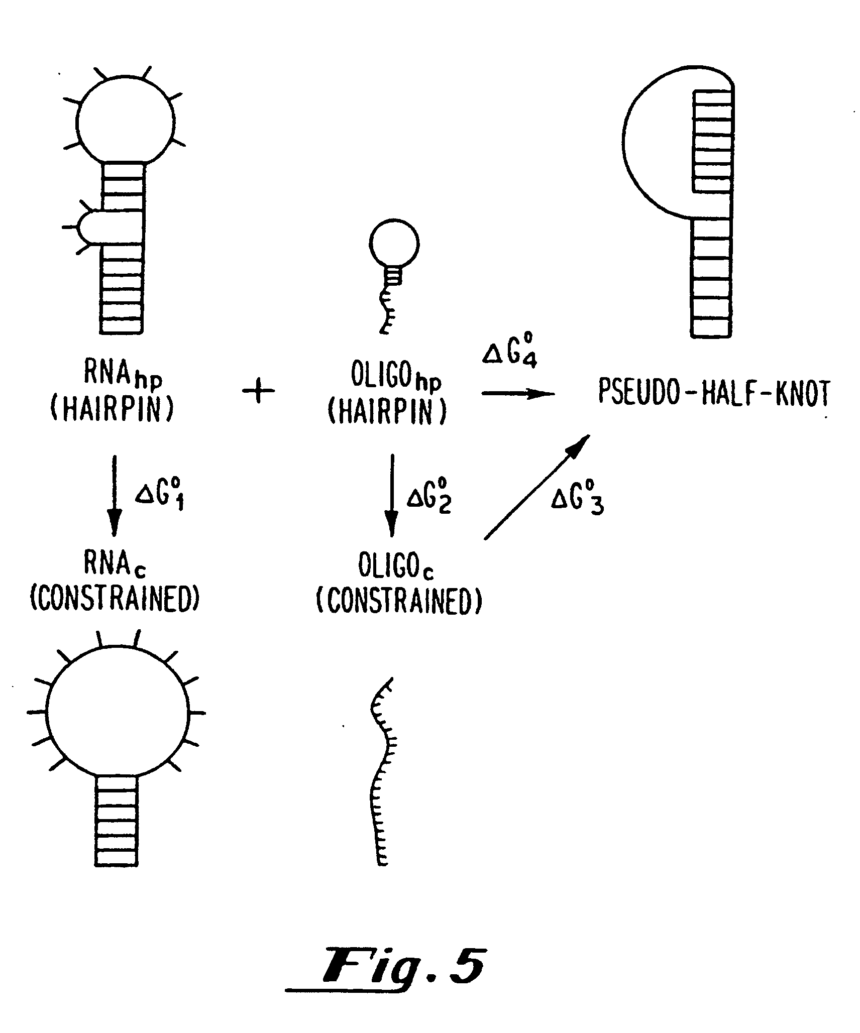 pseudo-half-knot rna formation by hybridization of antisense
