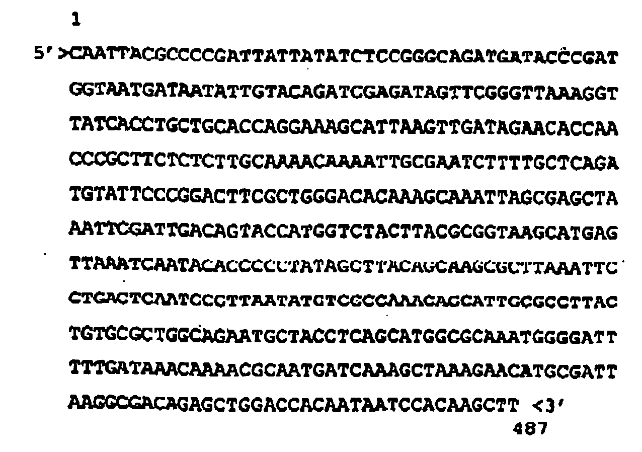 nucleic sequences from the genome of salmonella typhi, and uses