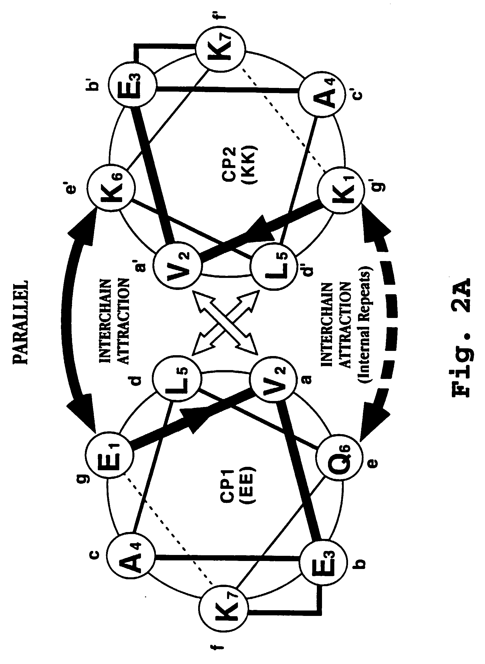 heterodimer polypeptideimmunogen carrier composition and method
