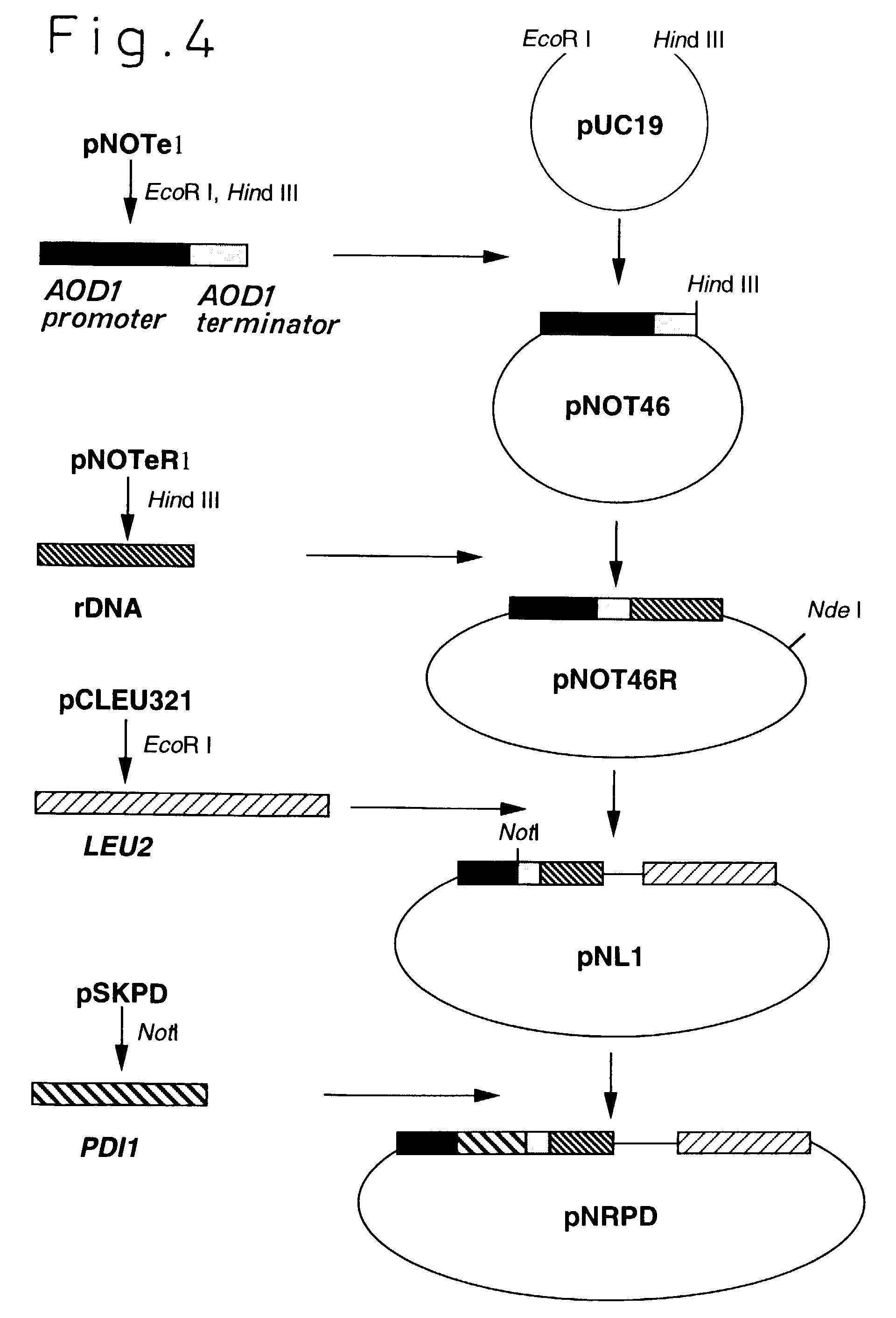 protein disulfide isomerase gene derived from strain of methylo
