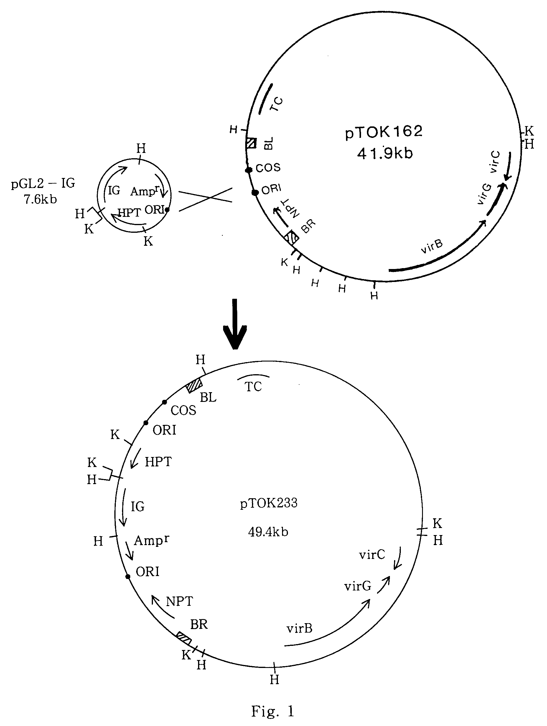 method for transforming indica rice