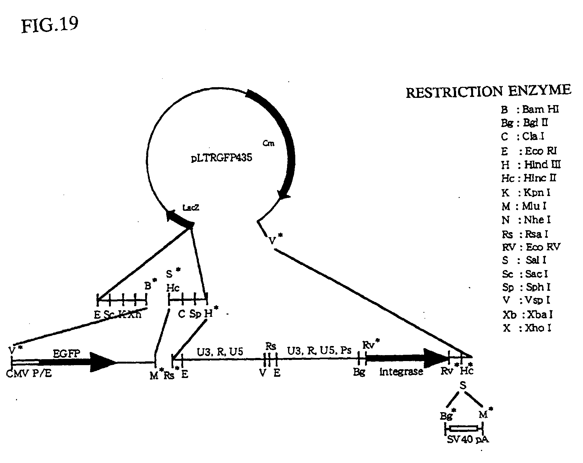 novel plasmid vector