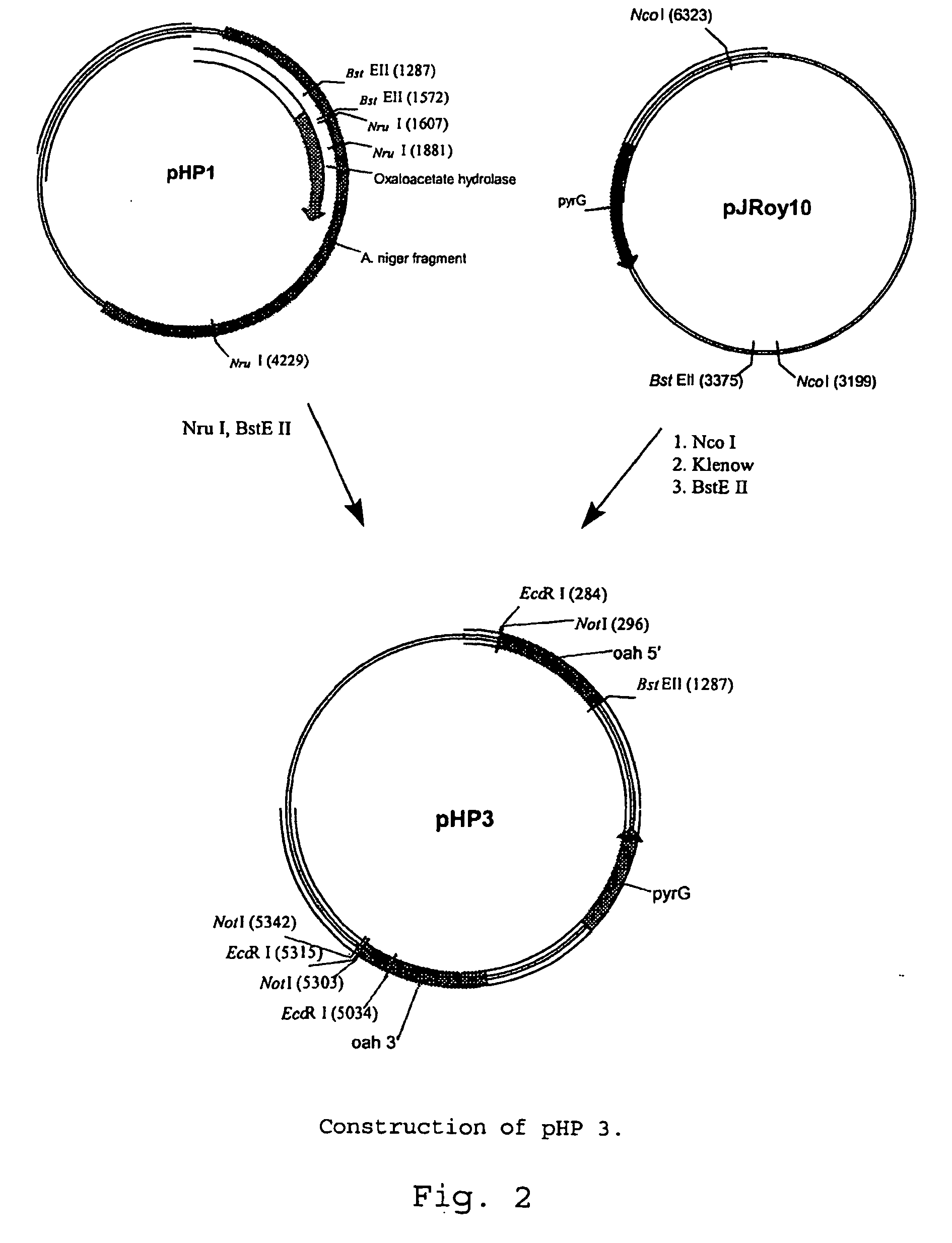 oxaloacetate hydrolase deficient fungal host cells