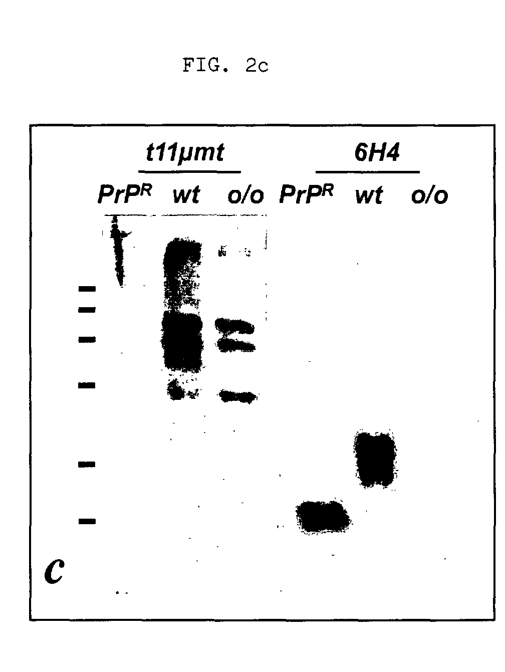 diagnostics for transmissible spongiform encephalopathy