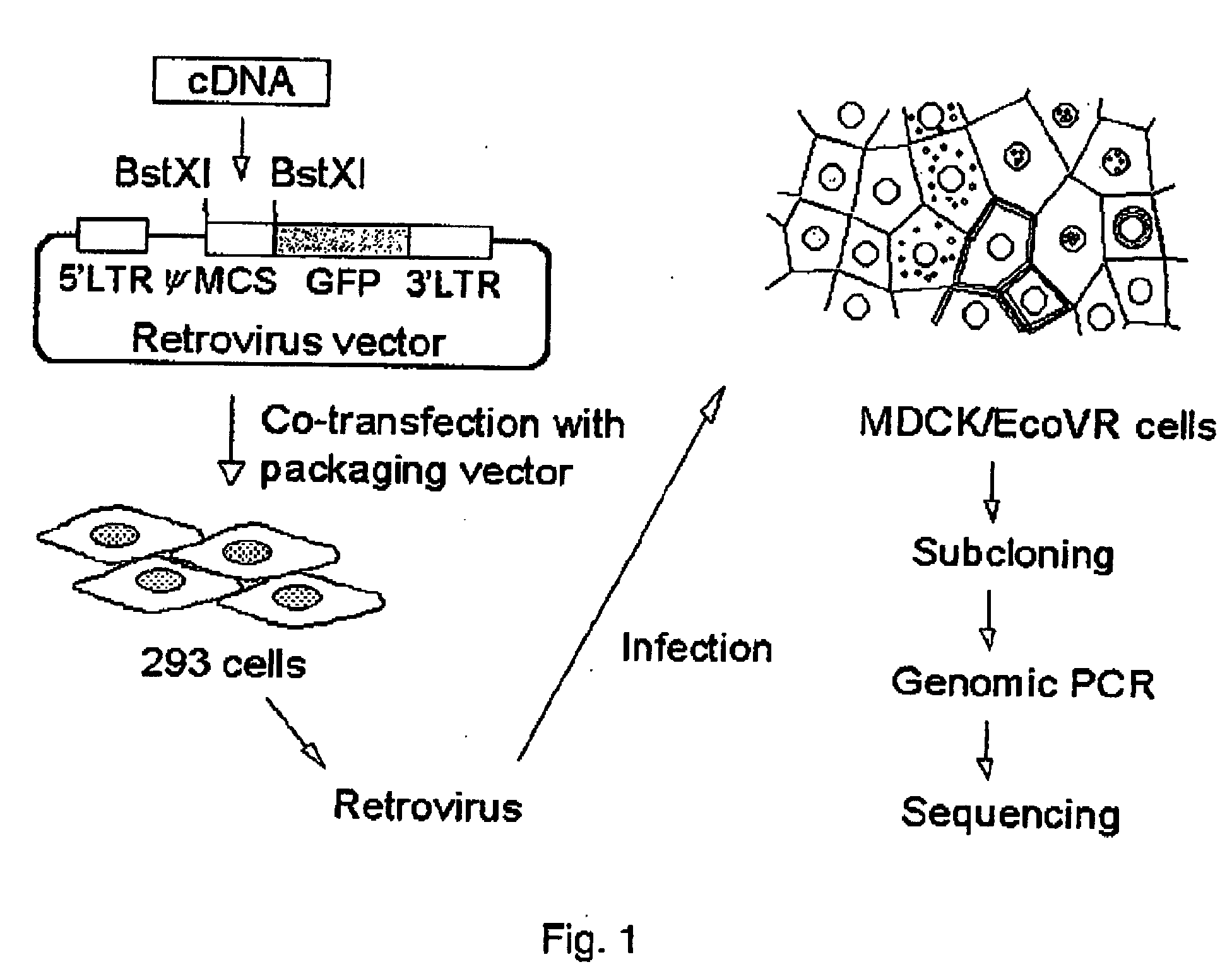 exocrine gland tight junction-constituting protein jeap family