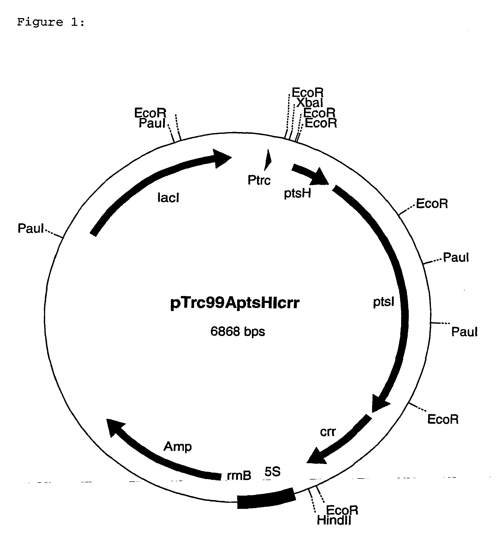 process for the preparation of l-amino acids using strains of