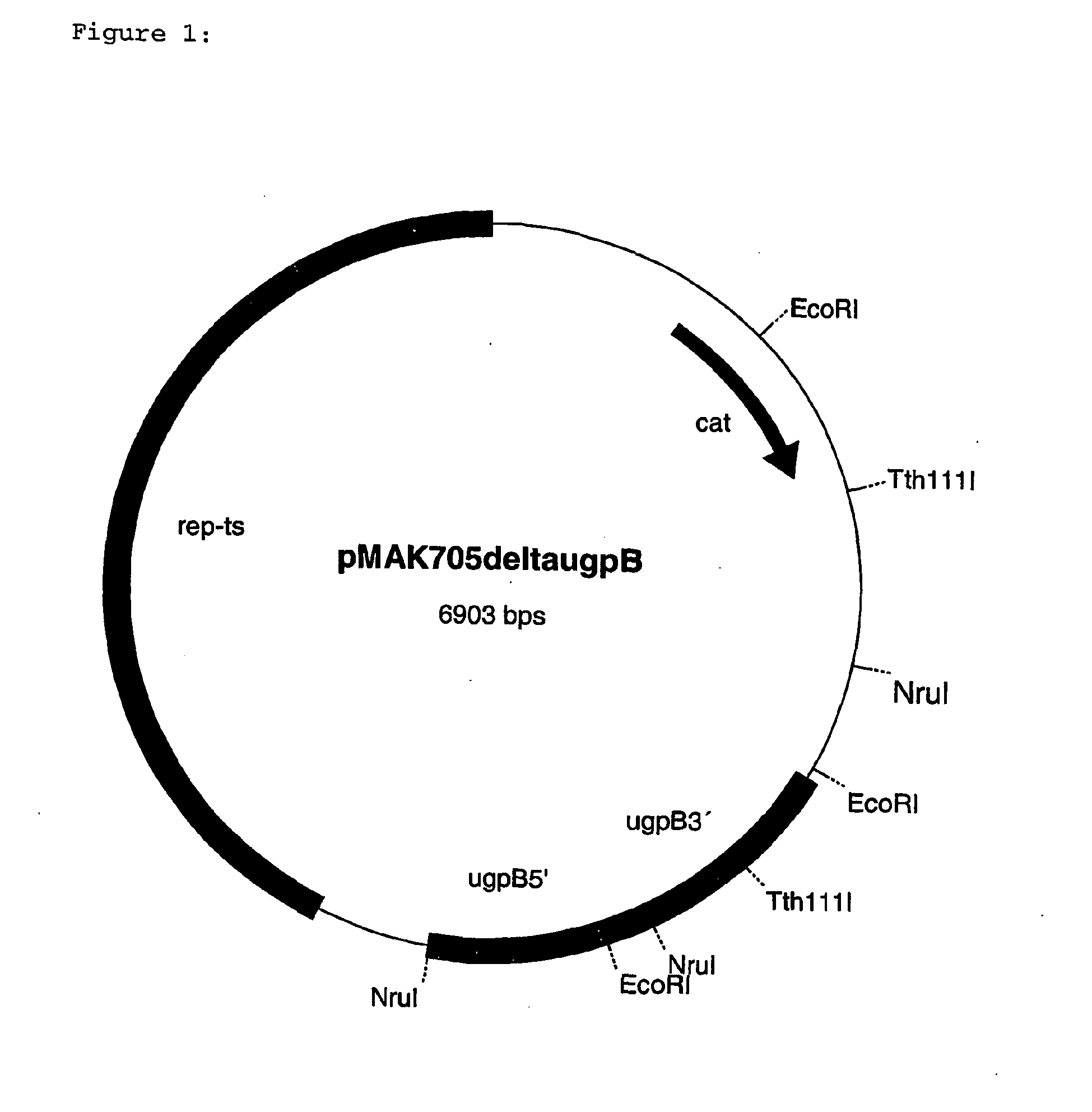 process for the preparation of l-amino acids using strains of